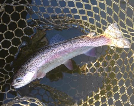 大安トラウトレイク釣果